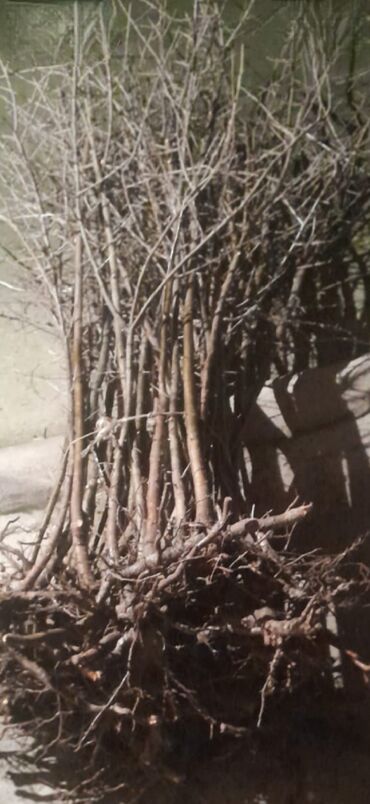 Şitillər: Sarı və qırmızı və qara moruq (çəpər) tingləri5-3-10 Məhsul: - Açıq — 11