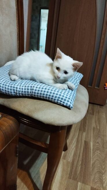 şirin pişik adları: Самец, В добрые руки