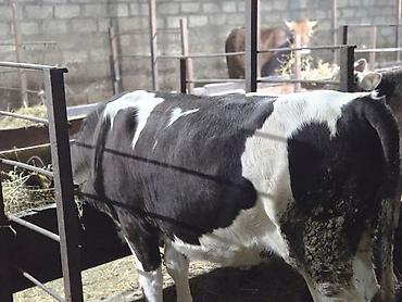 sort inəklər: Holştin cinsli dana dişi.damazliq ücün super sort — 4