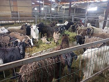 Козы, козлы: Продаю | Коза (самка) — 6