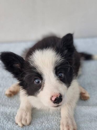 Psi: Štenci Border Collie oštenjeni 01. juna očišćeni od parazita više — 6