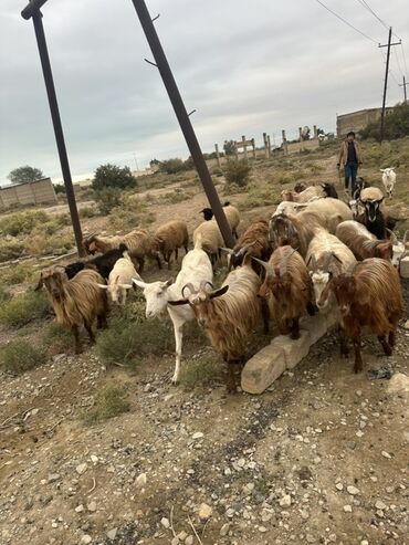 Lüğətlər: Qoyun-keçi sürüsü - Növlər: qarışıq yerli qoyun və keçilər - Rənglər