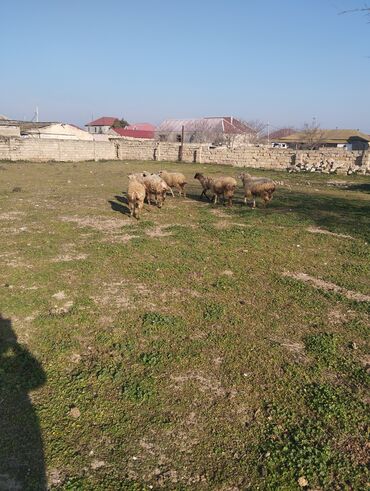 qurbanliq quzu: Quzu, Erkək, ay: 8, 14 kq, Damazlıq, Ətlik, Ünvandan götürmə