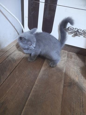 ragdoll pisik: Yaxşı əllərə — 5