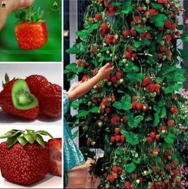 Semena i sadnice: Seme jagode nesto drugacije nesto novo japanskog porekla a od sad i — 4