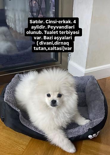 pomeranian: Şpitz, 4 ay, Erkək, Peyvəndli — 1