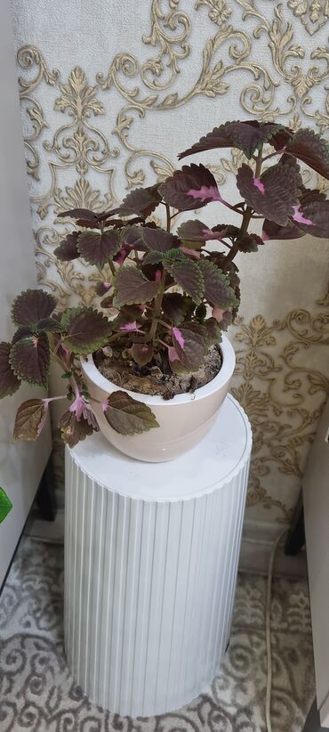 Алоэ: РАСПРОДАЖА ЦВЕТОВ. Продаю цветы ЦВЕТЫ ДЛЯ ОФИСА И ДОМА ВСЕ В ХОРОШИХ — 12