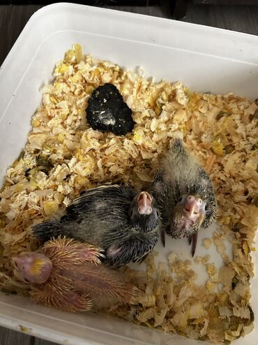 Tutuquşları: Erkək Korella papuqayı satılır Dekabrın 1-i doğulub Boz rəngi və — 24