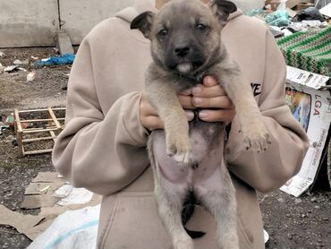 Продажа собак: Алабай, 7 месяцев, Самка, С родословной