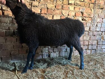 дойный коза: Сатам | Кочкор (эркек) | Союуга, Көбөйтүү үчүн | Асыл тукумдуу, Бычылган, Жасалма жол менен боозутуу