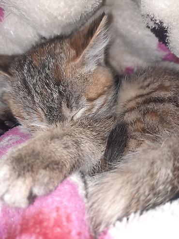 Отдам даром кошку: 6 месяцев, Девочка, Приучена к лотку — 4