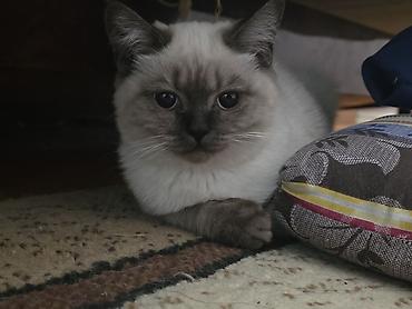 британская прямоухая кошка: Продам шотландского котёнка 🐱 Возраст: 5 месяцев. Окрас: блю поинт — 2