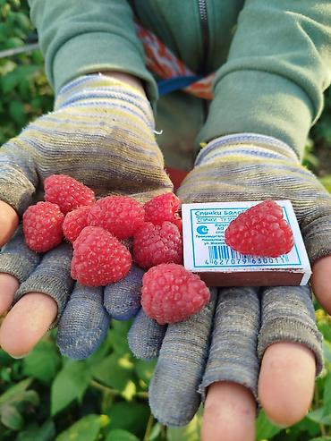 Малина: Малина Оптом — 2