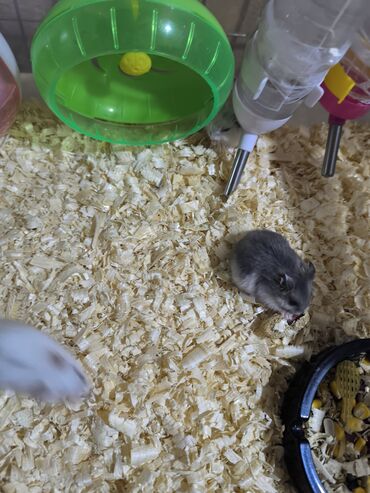 Pişiklər: Cücə xırda hamsterlər – müxtəlif rənglərdə (ağ, boz və qarışıq