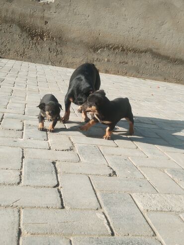 İtlər: Ingilis ov iti balalrı satlır bir erkey bir dişi itin anası cox agılı — 4