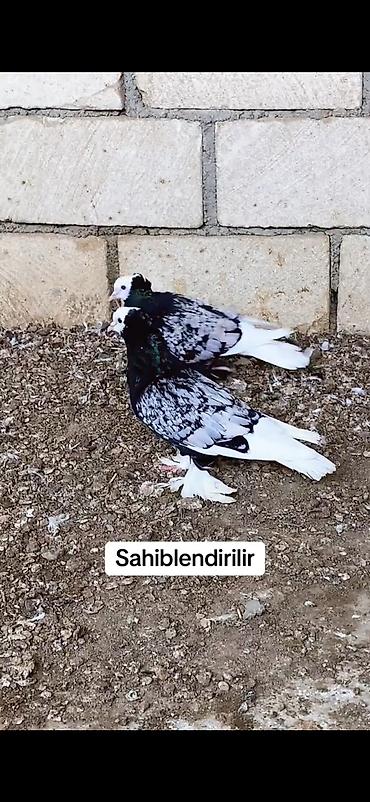 pavlin goyercin: Məhsul: Seçmə rəngli ev göyərçinləri (kumral/tünd-bej tonlarda) — 9