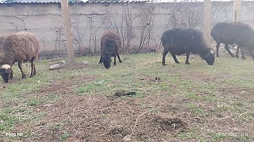 Баран, овца: Продаю | Овца (самка) | Для разведения | Матка — 4