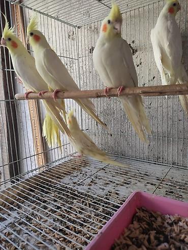 Tutuquşları: Ayaqlari üzüklü Əl quşlari ağlar45-50 Azn Bozlar 35 Azn vitaminli — 4