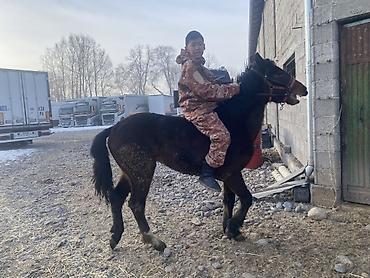 Лошади, кони: Продаю | Жеребенок | Для разведения — 9