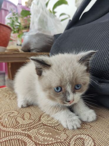 кот для вязки скоттиш страйт: Сиямские котята по тысячу сом срочно . город Кант