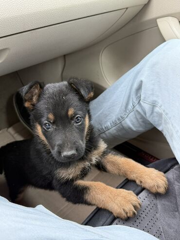 домик для собак: Немецкая овчарка, 3 месяца, Самец, С родословной, Самовывоз, Платная доставка, Доставка в районы