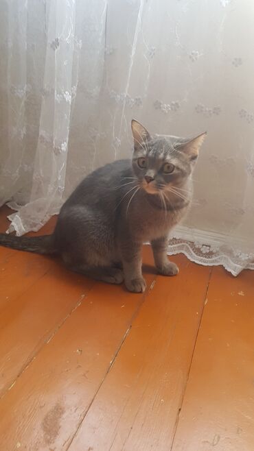 кошка шотландская цена: Шотландская, Самец, В добрые руки, Самовывоз