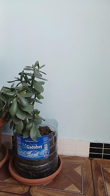 sakura ağacı: Məhsul: Otaq sukulentləri – Pul ağacı (Crassula ovata) və Aloe (Aloe — 2