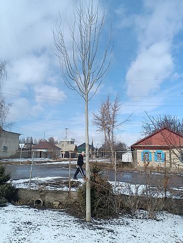 Другие декоративные деревья: Продаются декоративные деревья и кустарники для озеленения участка. В — 3