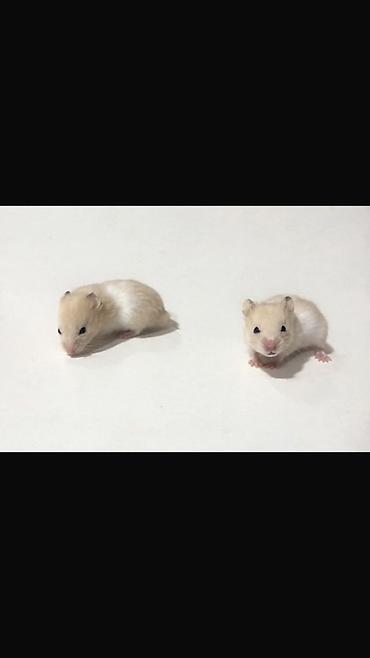 cucə yuvası: Hamster balaları – kiçik dekorativ gəmiricilər - Növ: cüce/dwarf — 1