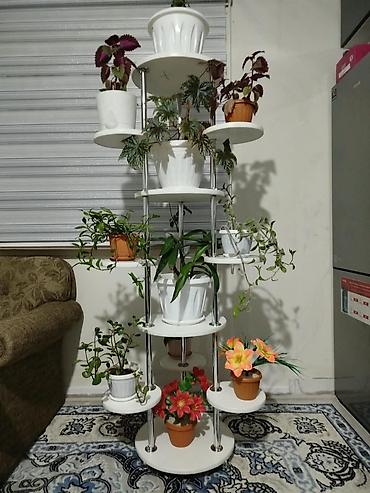 полка под цветы: Полка, этажерка для цветов, Новый, ЛДСП — 1