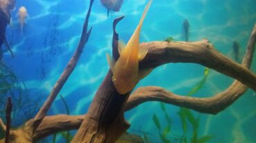 дом для кош: Продаю жёлтых анцитрусов, 8 месяцев