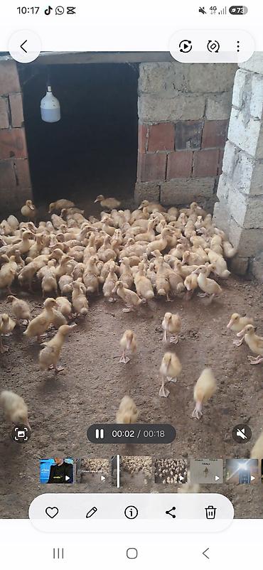 ördəyi: 23 unluck Pekin ordeykleri super ela 3 manata — 3
