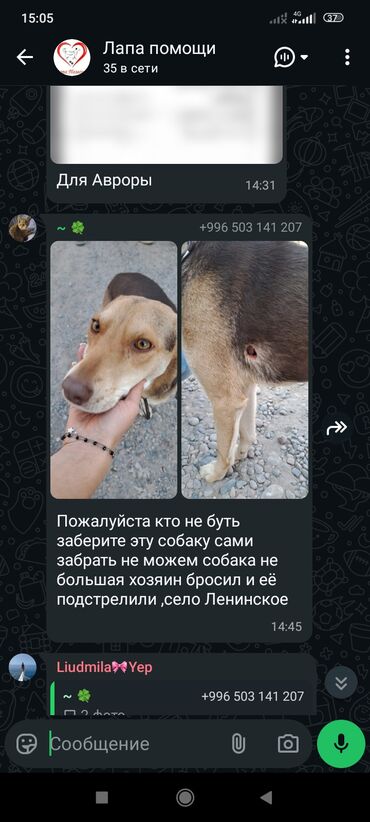 Отдам даром собаку: ‼️‼️‼️срочно нужен любящий хозяин номера телефонов указаны на фото at lalafo.kg — 11 Отдам даром собаку: ‼️‼️‼️срочно нужен любящий хозяин номера телефонов указаны на фото — 11