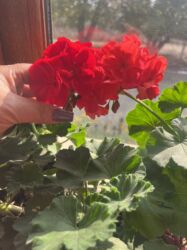 Xalçalar: Xalça -da lalafo.az — 25 Xalçalar: Xalça — 25