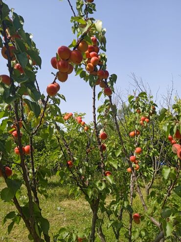 qubada hovuzlu evlər: 8 sot, Mülkiyyətçi