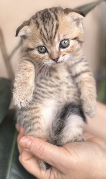 Pişiklər: Şotland — 11