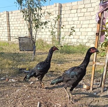 Inəklər, öküzlər: Heyratı fərə. Biri satılır. İstəyən olsa ətraflı məlumat veriləcək