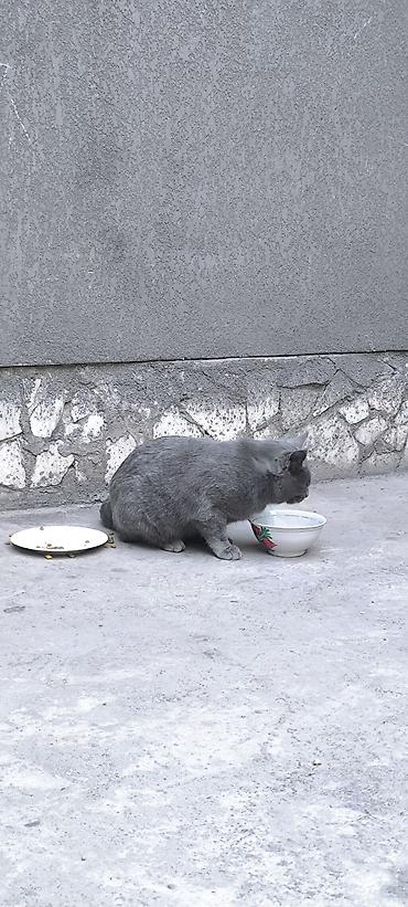 кошки свинкс: Кошка даром: Беспородная, Мальчик — 2