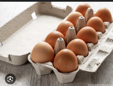 где купить яйца: Оптом продаю Яйцо 🥚