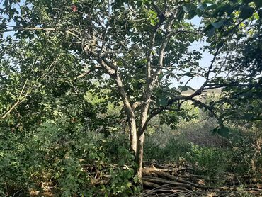 Həyət evləri və villaların satışı: 6 otaqlı, 200 kv. m, Kredit yoxdur, Orta təmir -da lalafo.az — 11 Həyət evləri və villaların satışı: 6 otaqlı, 200 kv. m, Kredit yoxdur, Orta təmir — 11