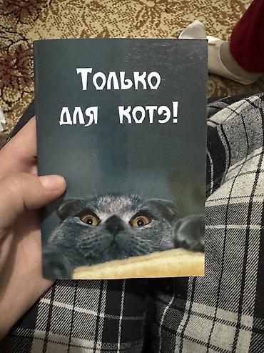 Продажа кошек: Шотландская вислоухая кошка, окраса блю (серо‑графитовый). Короткая — 7