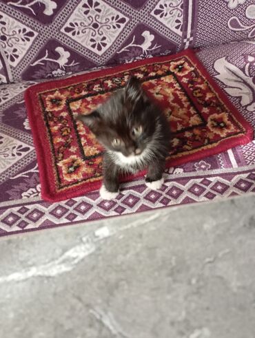 Продажа кошек: Котята от домашней кошки с вислыми ушками (на фото мама). Окрас у — 8