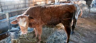 Dana, buzov: Salam.5 bas conge 1bas duye satılır.heyanlar tam sağlam esil kokeltme — 4