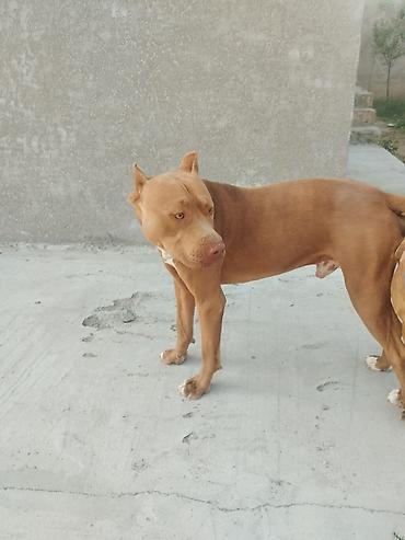 İtlər: Pitbul, 2 ay, Erkek -da lalafo.az — 9 İtlər: Pitbul, 2 ay, Erkek — 9