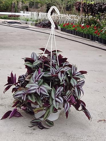 kalanxoye bitkisi: Sallanan saksıda “Tradescantia zebrina” (təlxəkotu, Wandering Jew) — 5