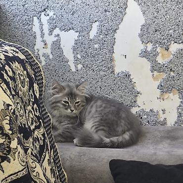 jersey cinsi: Boz rəngli, uzun tüklü pişik balası - Yumşaq, gümüşü-boz rəng çaları — 2