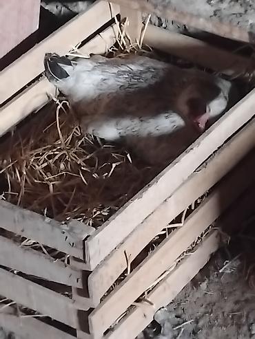 yumurtlayan toyuqlar satilir: 3 ədəd kürt yatan toyuq, 1 ədədi 20₼ — 2