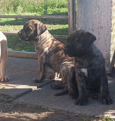 Psi: Presa Canario štenci na prodaju, stari mesec i po dana. Vakcinisani — 9