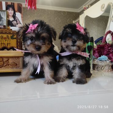 yorkshire terrier: Yorkşir teryer, 2 ay, Dişi, Peyvəndli, Ünvandan götürmə