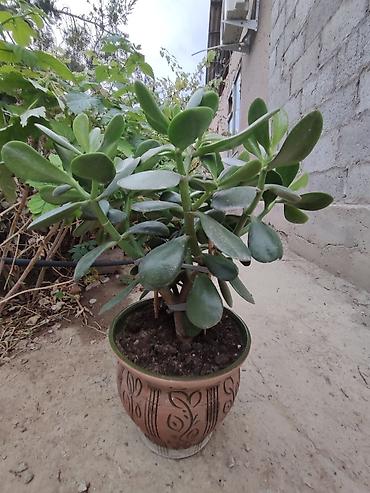 Денежное дерево: Толстянка — ваше живое денежное дерево! Прикоснитесь к природе и — 8